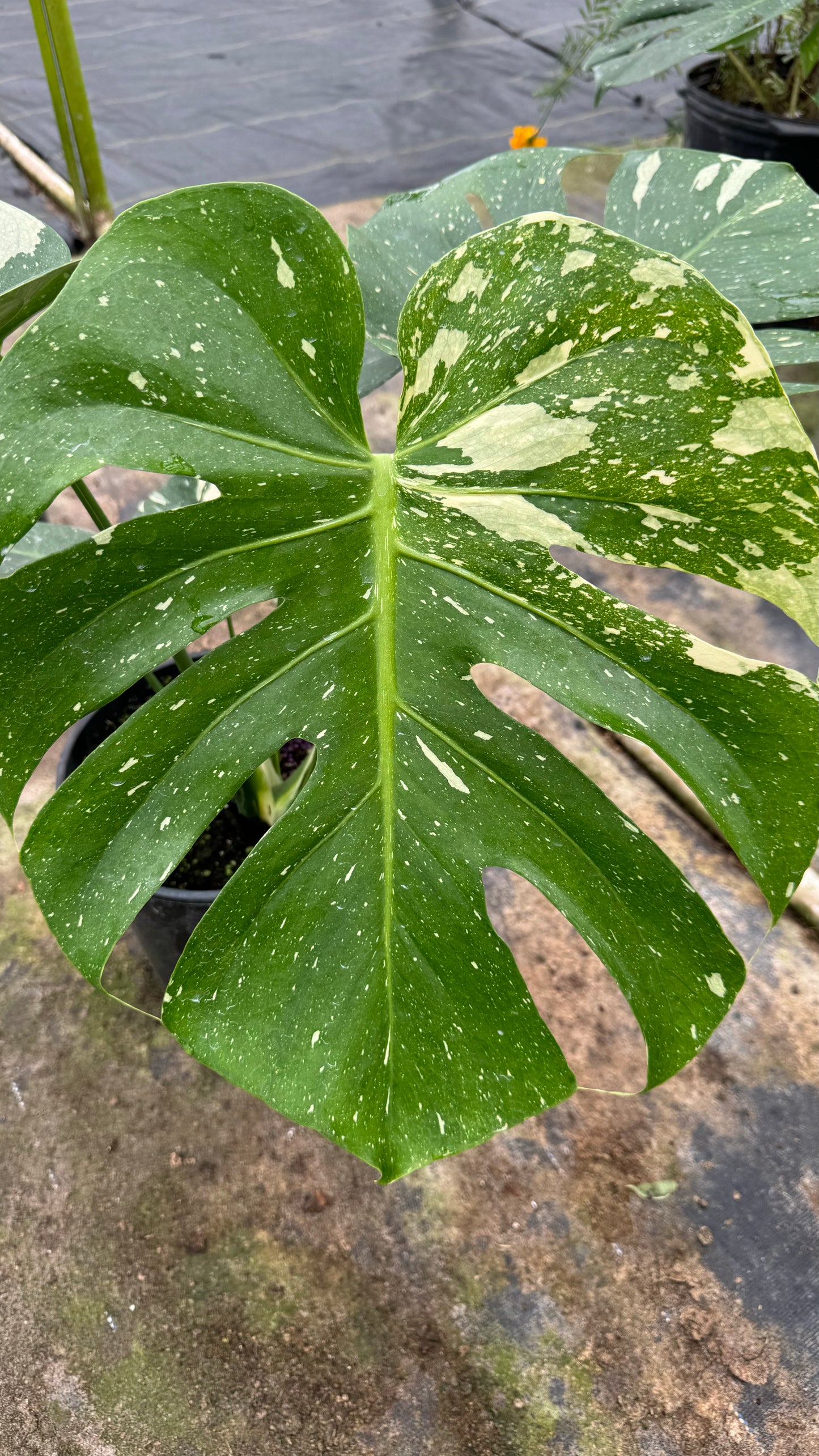 Monstera Thai Constellation