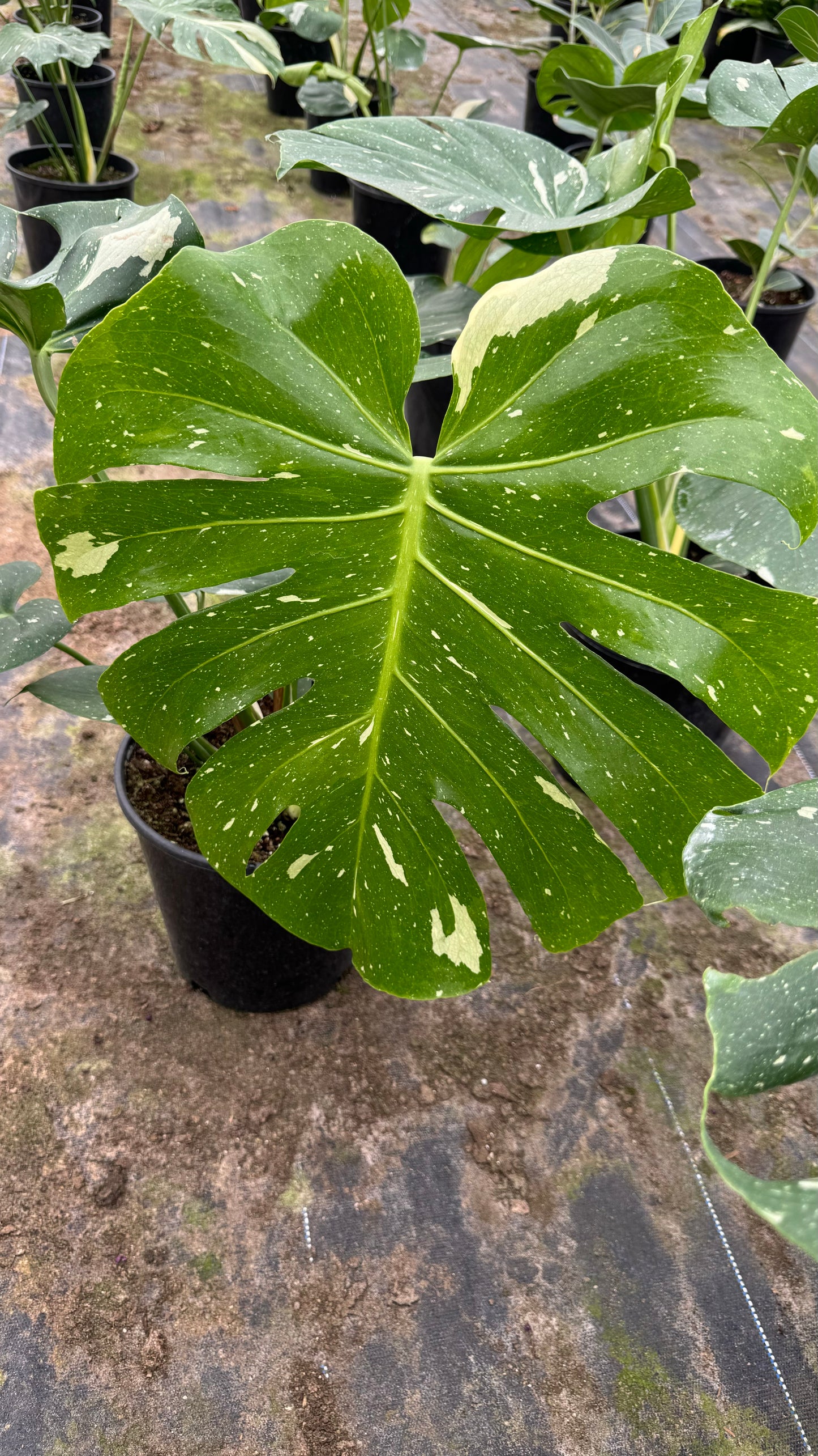 Monstera Thai Constellation