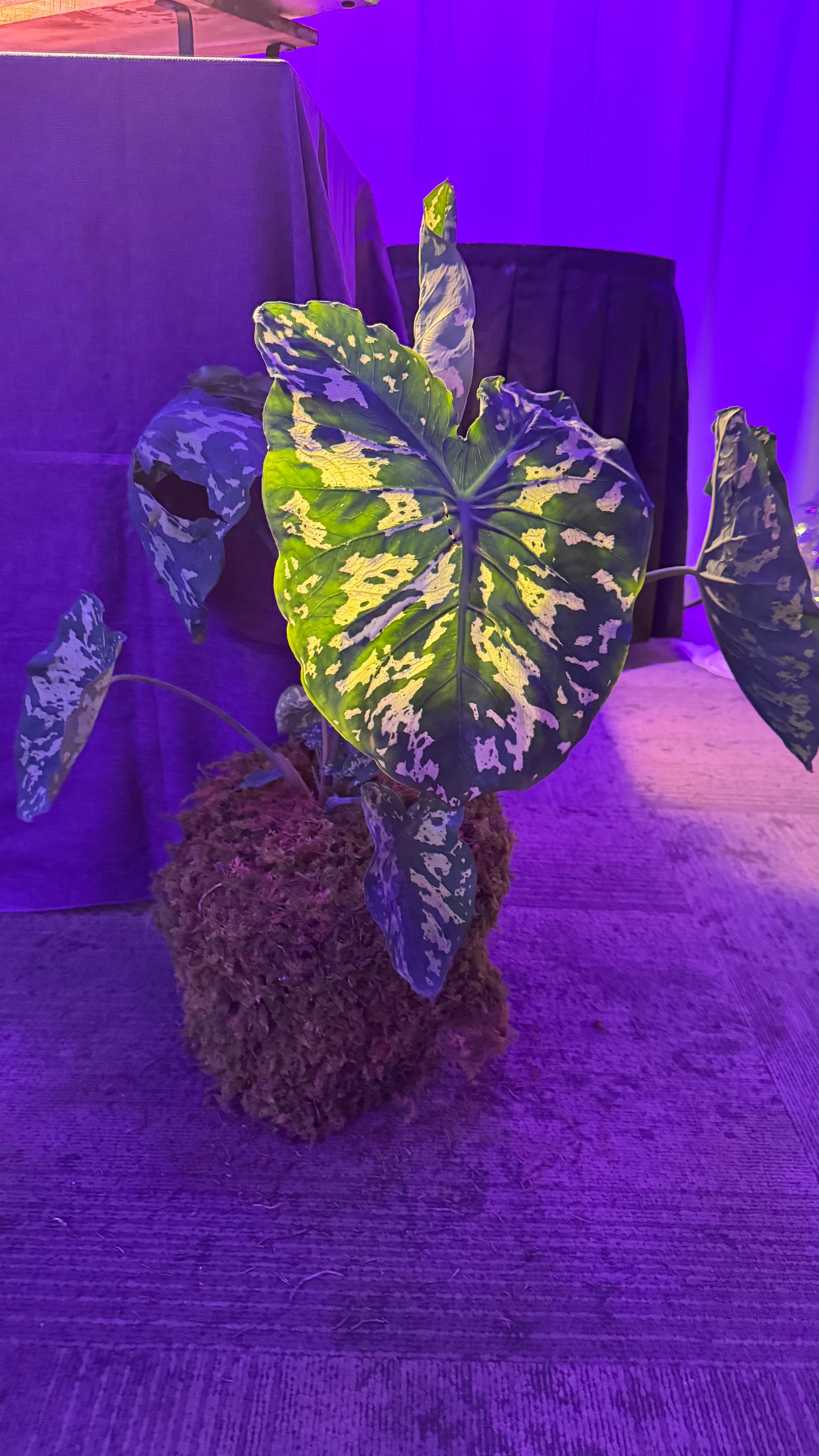 Alocasia Hilo Beauty