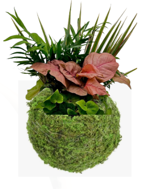 Kokedama Moss Ball with Foliage arrangement.