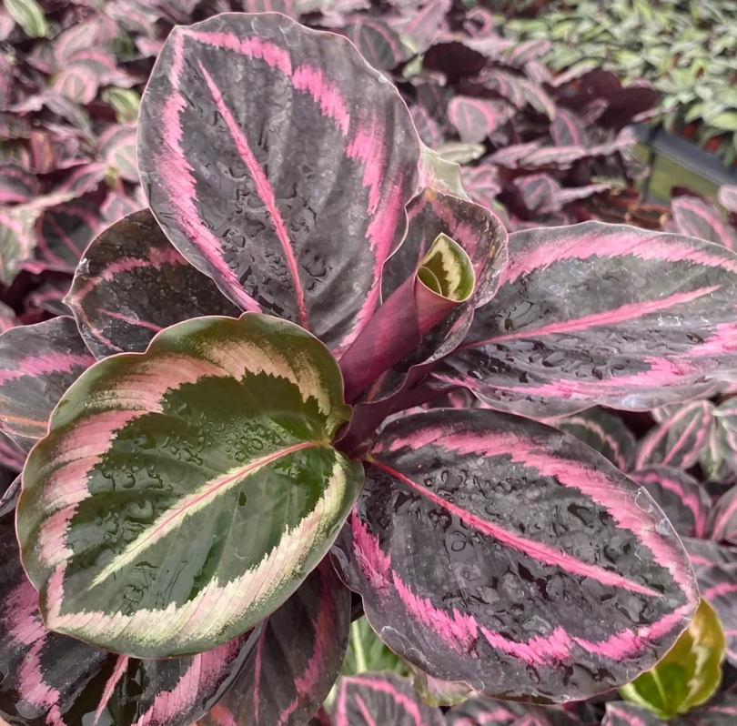 Calathea Purple Dottie