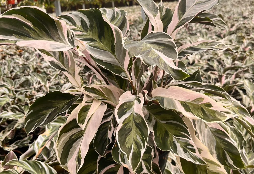 Calathea White Stella