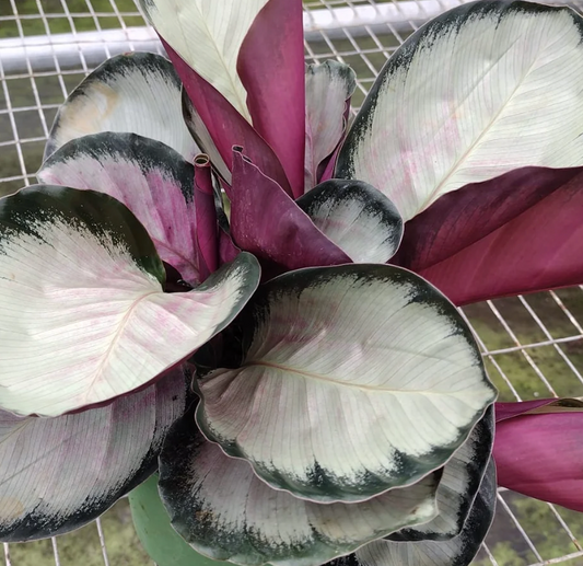 Calathea Pale Rosy