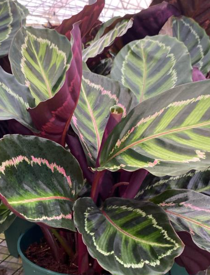 Calathea Rosceapicta Ilustris