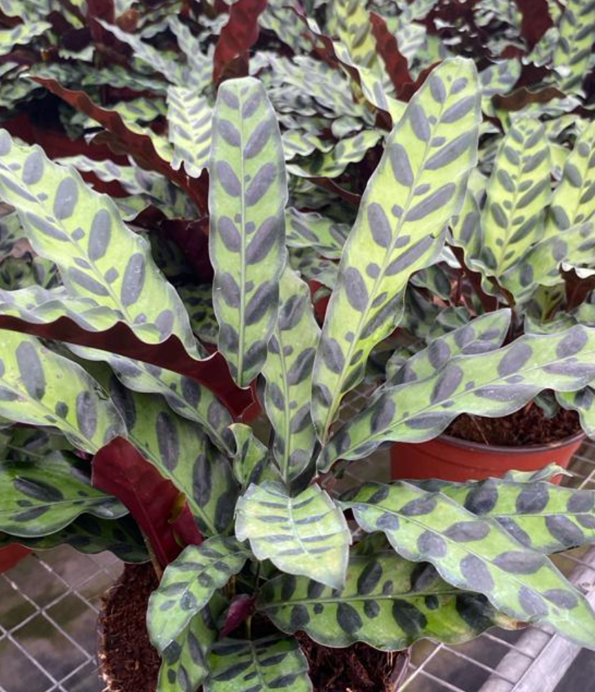 Calathea Rattlesnake