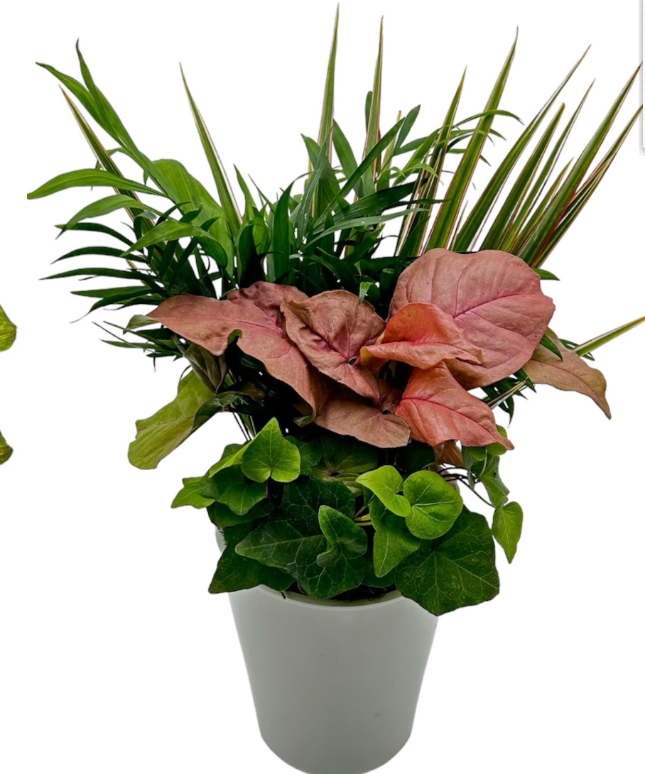 Foliage Arrangement in White Pot