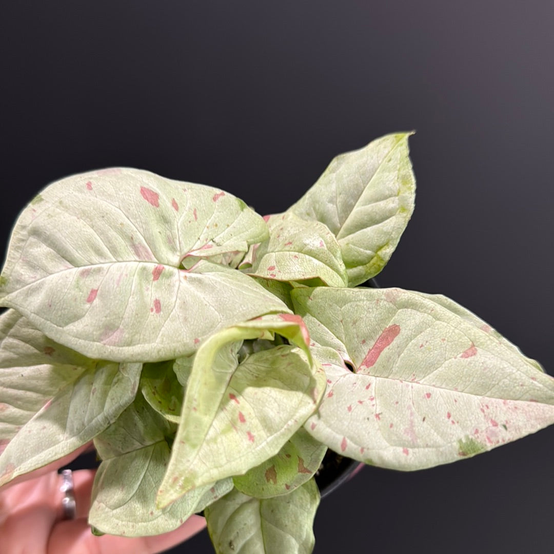 Syngonium Milky Confetti