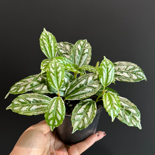 Pilea Aluminum