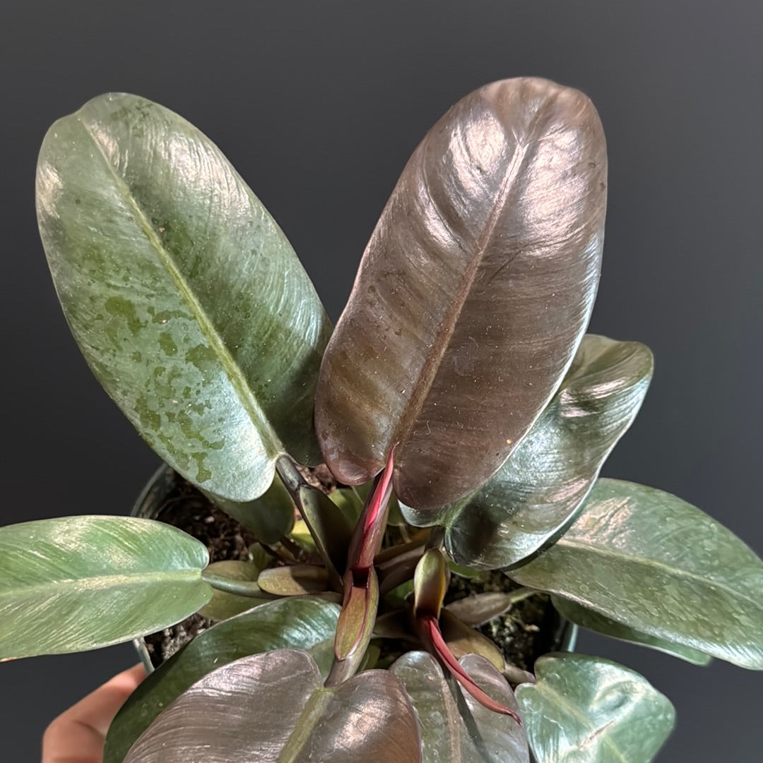 Philodendron Black Cardinal