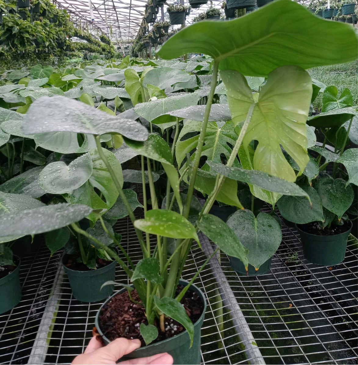 Monstera Deliciosa