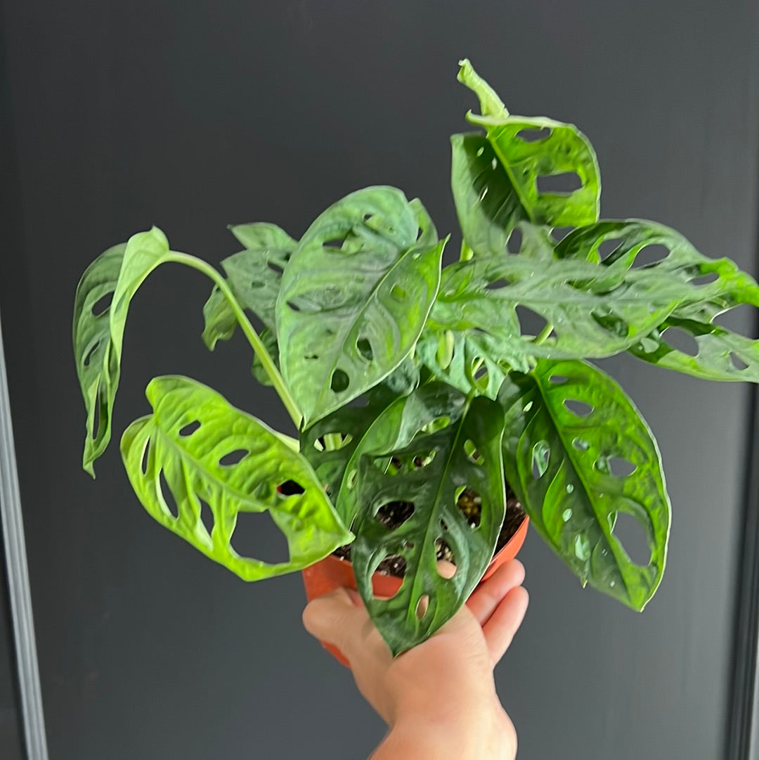 Monstera Adansonii 'Swiss Cheese'