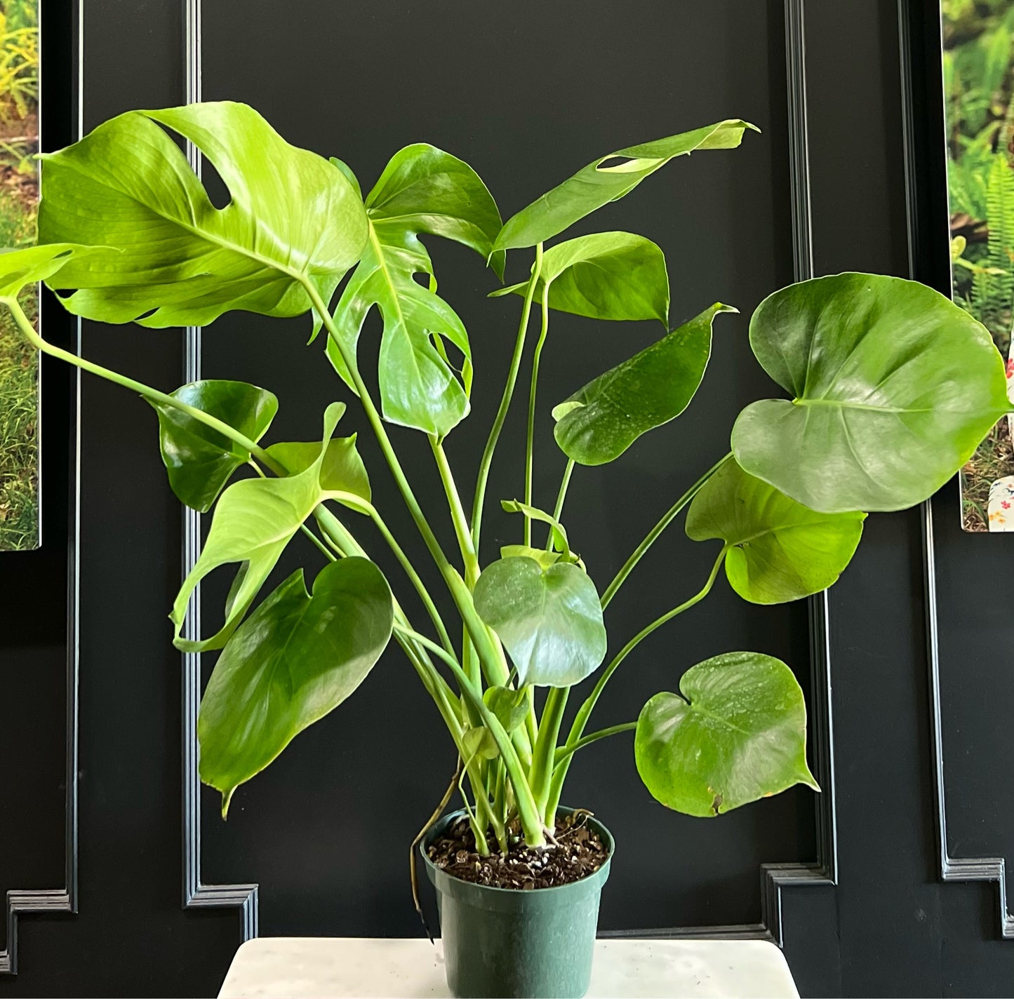 Monstera Deliciosa