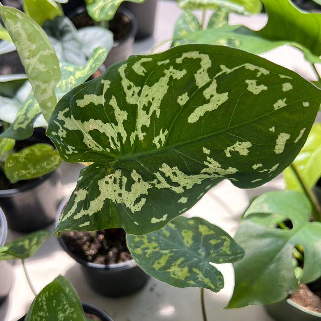 Alocasia Hilo Beauty